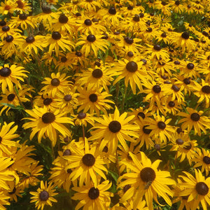 Rudbeckia