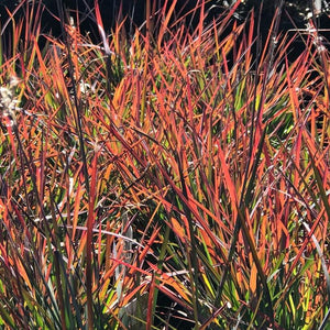 Schizachyrium Standing Ovation