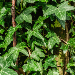 Ivy, English