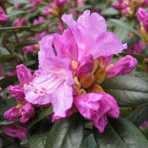 Rhododendron