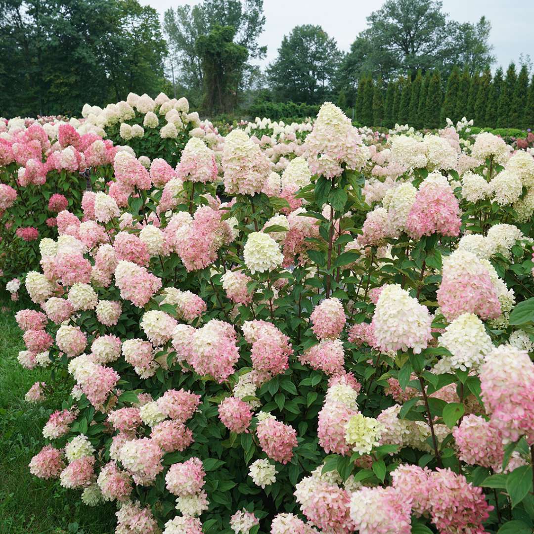 Hydrangea Limelight Prime - Colour Paradise Greenhouses