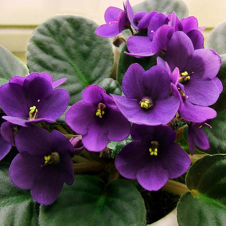 African Violets