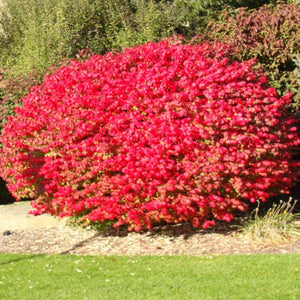 Burning Bush, Dwarf