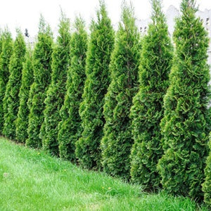 Cedar Emerald