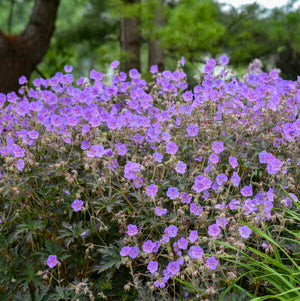Geranium, Boom Chocolatta
