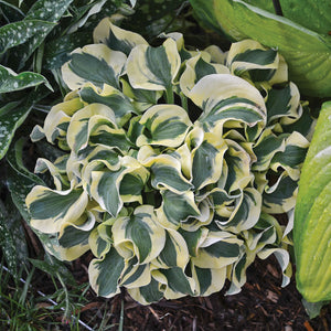 Hosta, Mini Skirt