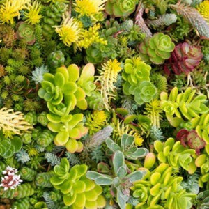 Sedum Green Roof Mix