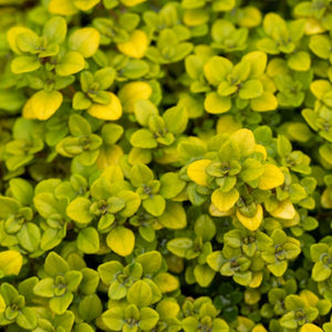 Thyme, Archers Gold
