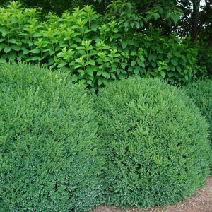 Boxwood, Green Mound