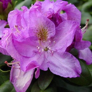 Rhododendron
