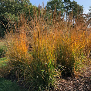 Sorghastrum Golden Sunset