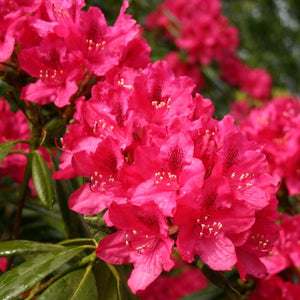 Rhododendron, Nova Zembla