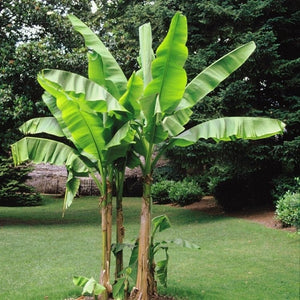 Musa Basjoo Banana Plant