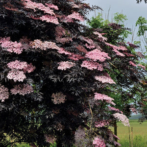 Elderberry, Black Lace