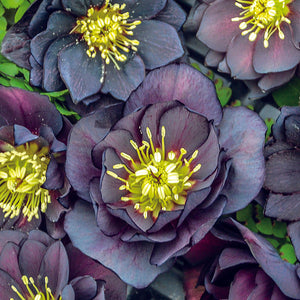 Helleborus