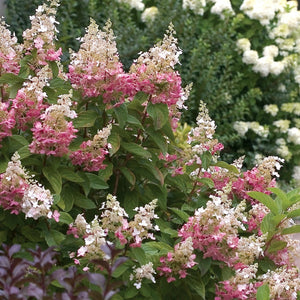 Hydrangea Pinky Winky