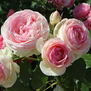 Roses, Climbing