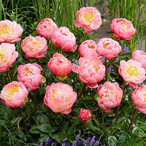 Paeonia, Pink Hawaiian Coral