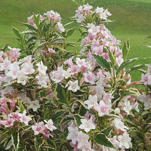 Weigela, Magical Sunshine