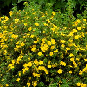 Potentilla, Goldfinger