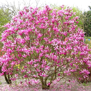 Magnolia, Susan
