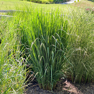Panicum, Northwind