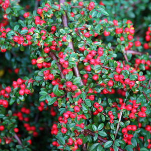 Cotoneaster Coral Beauty