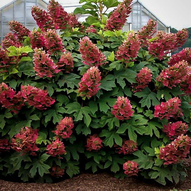 Hydrangea, Fire and Ice