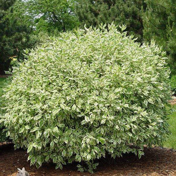 Dogwood, Ivory Halo