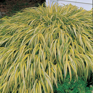 Hakonechloa macra