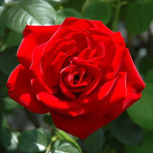 Roses