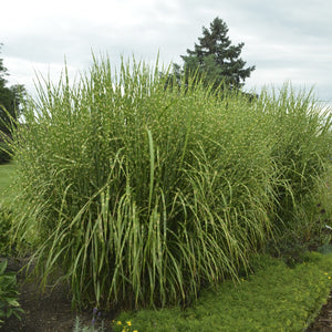 Miscanthus, Strictus