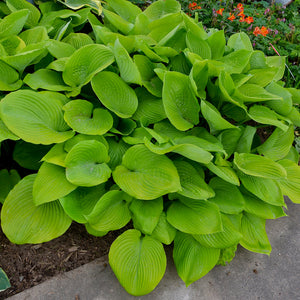 Hosta, Sum and Substance