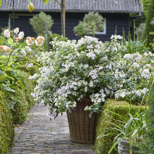 Hydrangea, Fairy Trail Bride