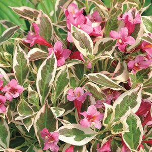 Weigela Rainbow Sensation