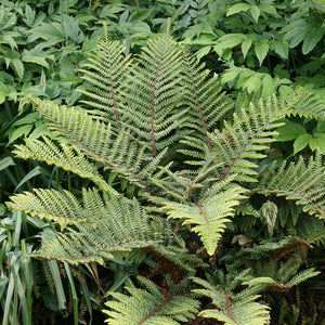 Fern, Polystichum Tassel Fern
