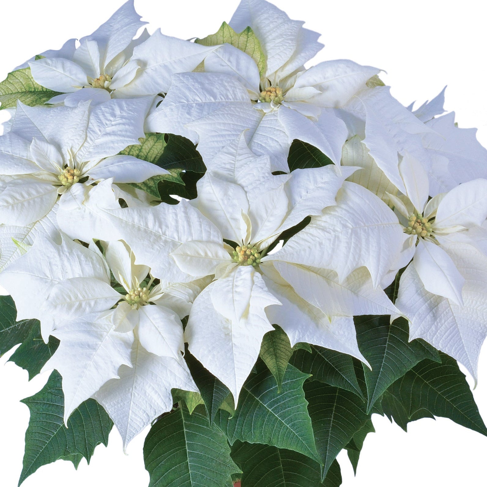 Poinsettia, Alaska White