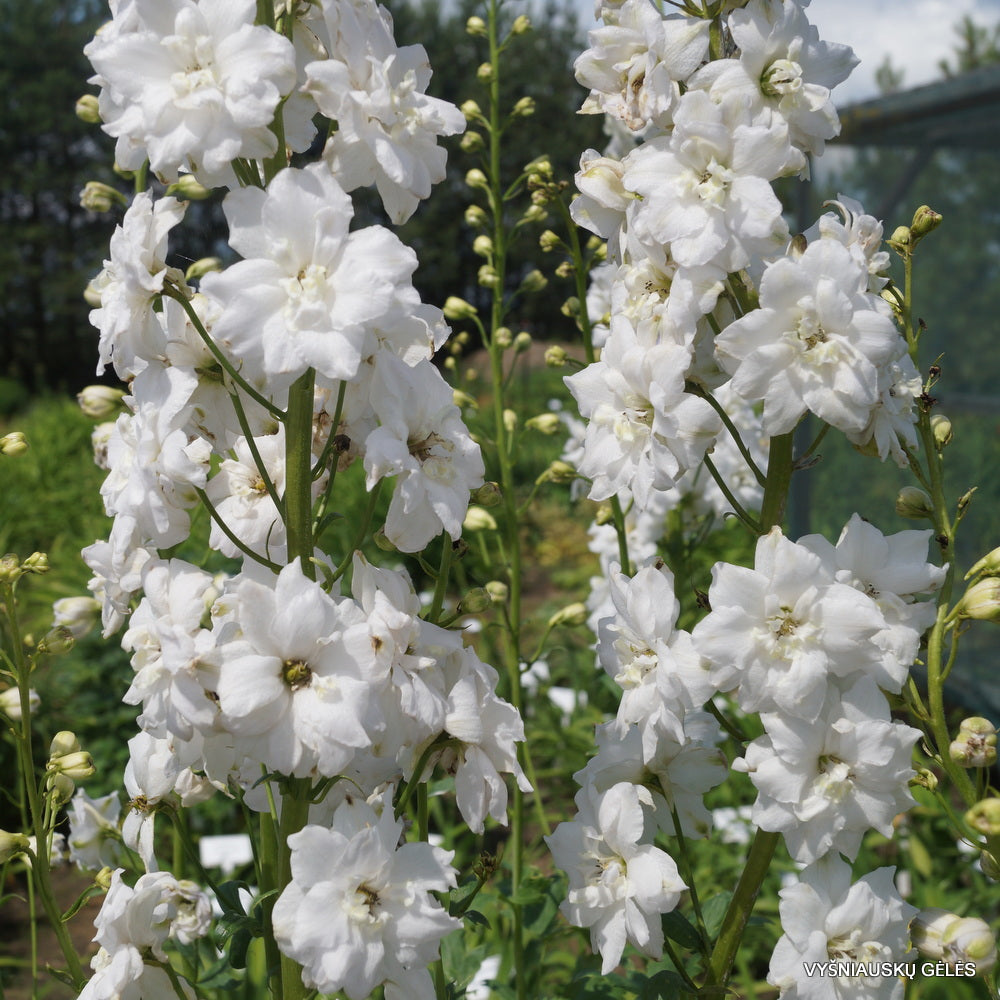 Delphinium, Double Innocence