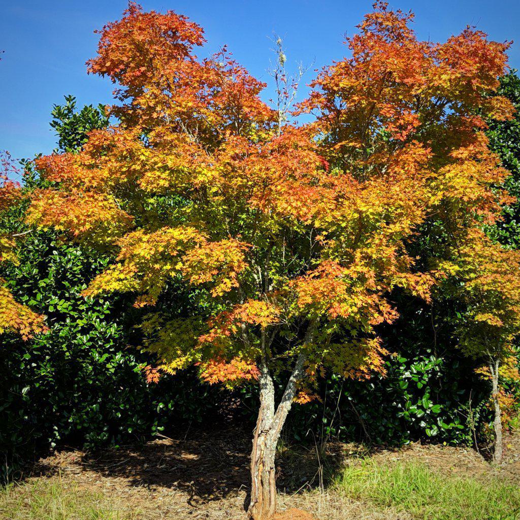 Japanese Maple, Coral Bark
