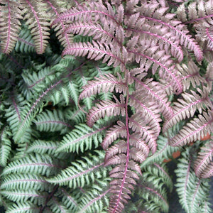 Fern, Athyrium Burgundy Lace