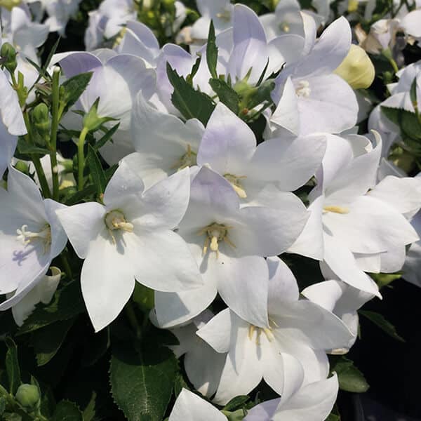Platycodon, Astra White