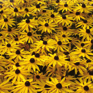 Rudbeckia