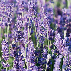 Lavender, Royal Velvet