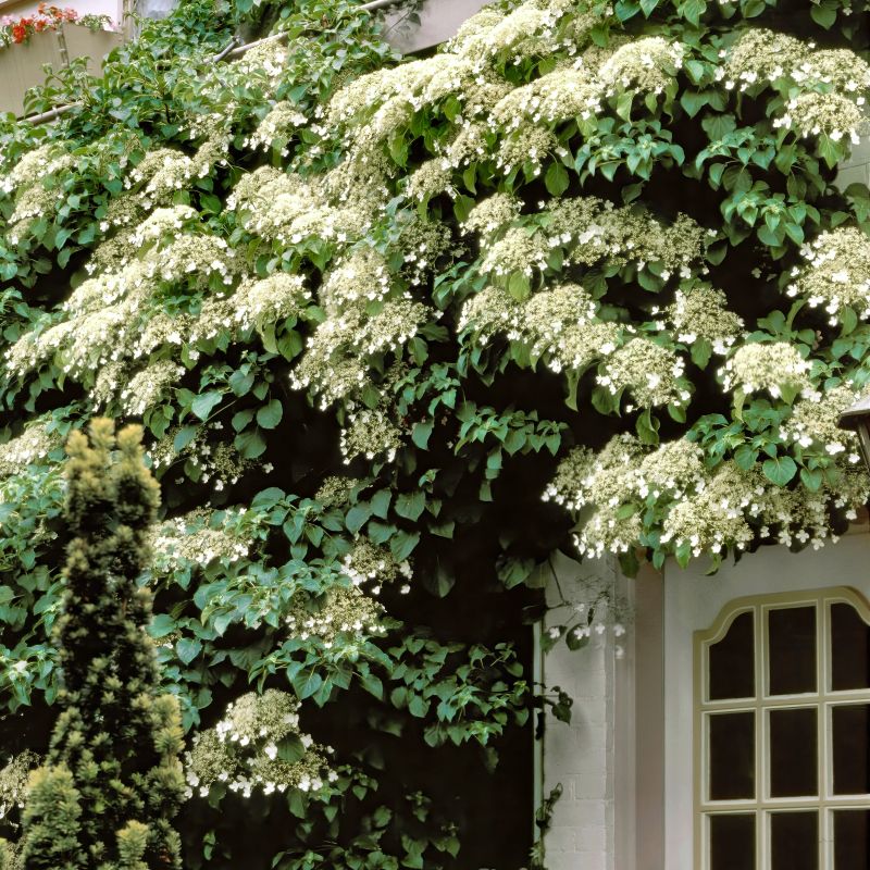 Hydrangea petiolaris, Climbing