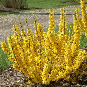 Forsythia, Show Off