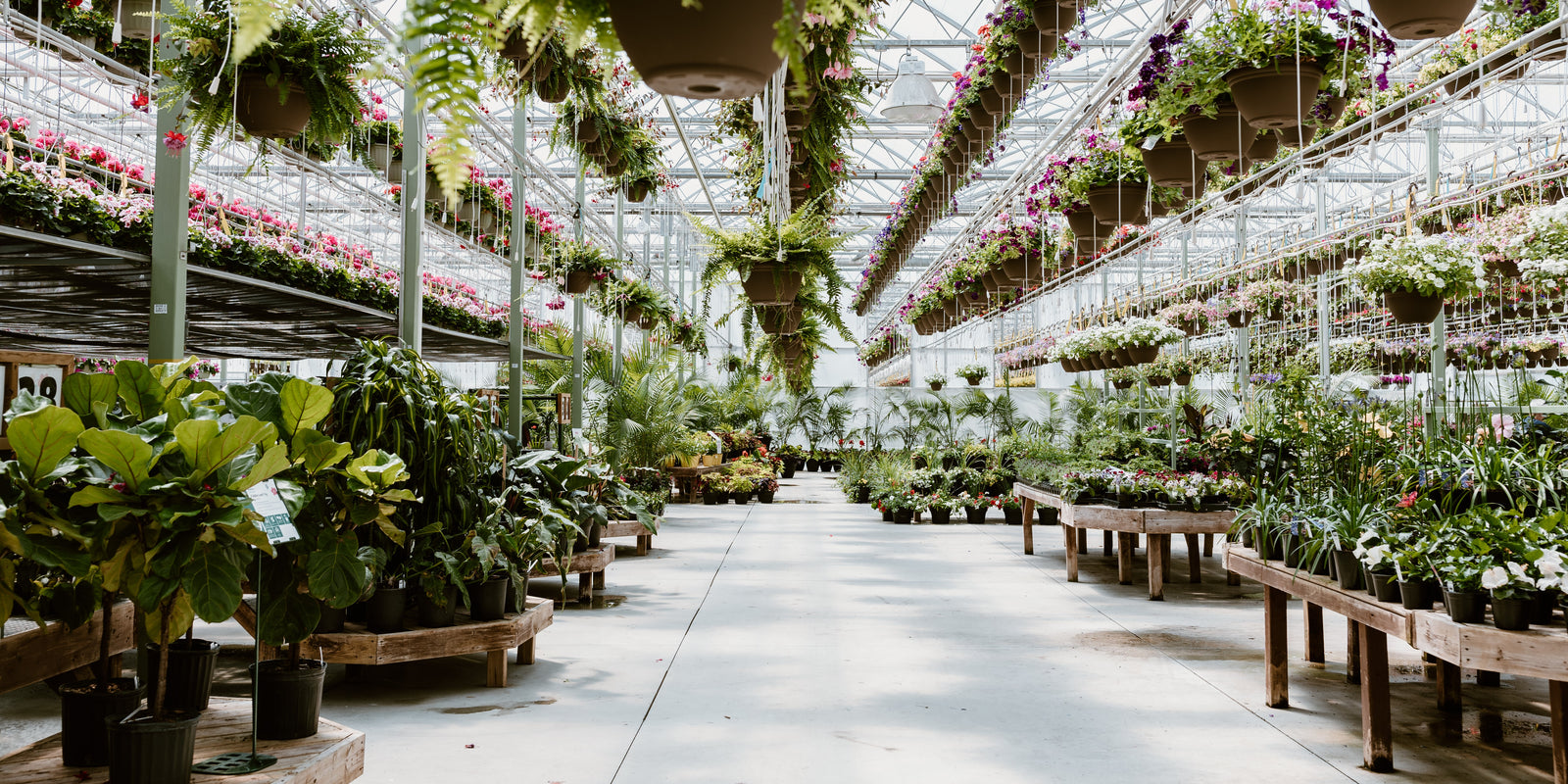 Colour Paradise Greenhouses photo 6