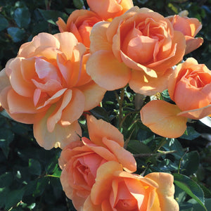 Roses, Floribunda