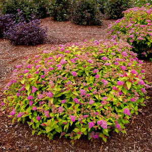 Spiraea, Pop Rocks Rainbow Fizz