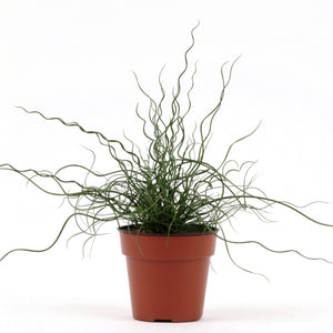 Juncus Twisted Arrows