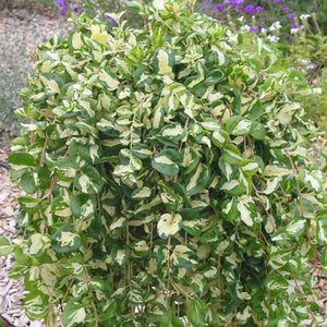 Vinca Vine